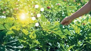 La nanotecnología contra los plagas de cultivos en Canadá