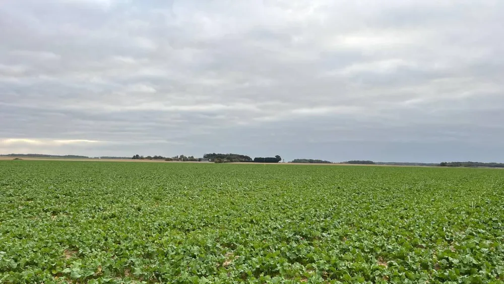 VIXERAN®, un biostimulant pour un colza résilient face aux défis climatiques