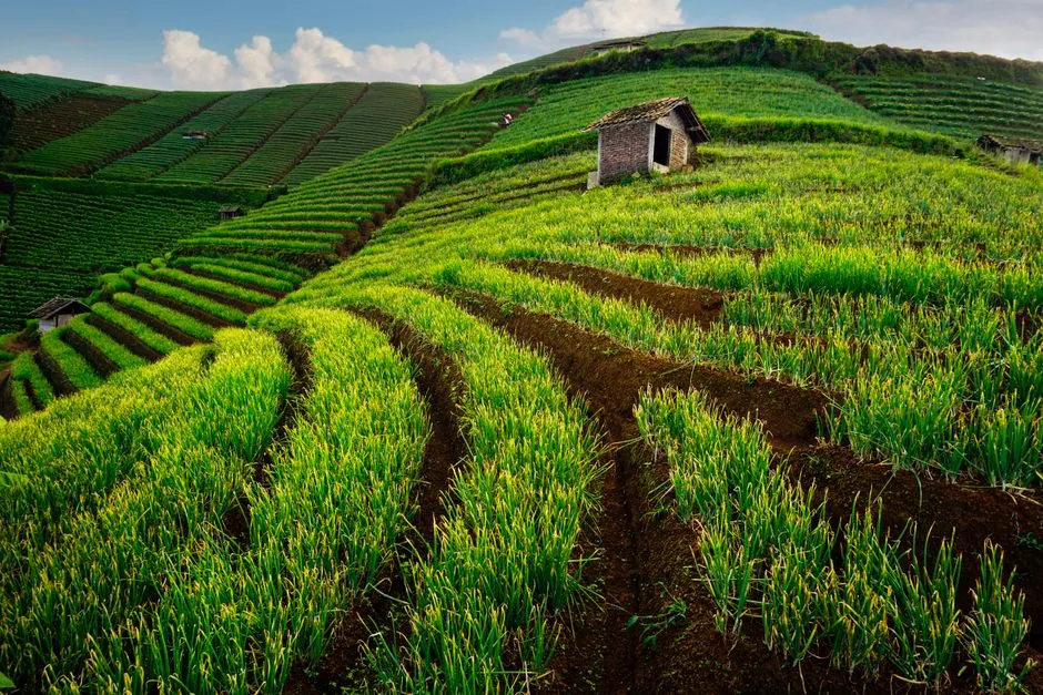 Un paysage serein de champs en terrasses et une petite cabane rustique sous un ciel bleu.