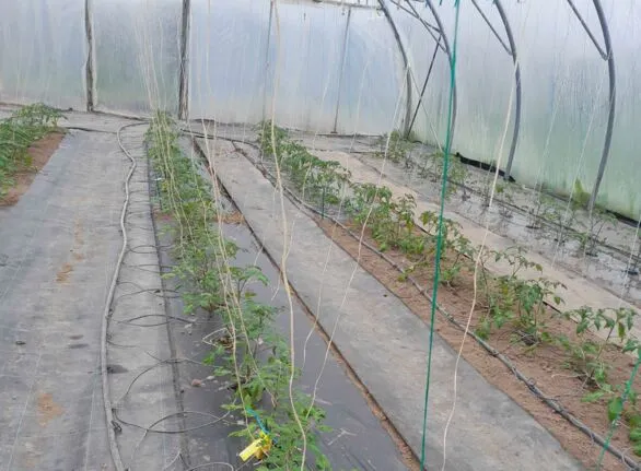 Horticultura: Plásticos Agrícolas ante el Desafío del Reciclaje y Alternativas Sostenibles