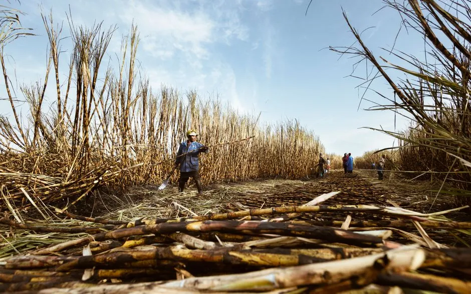 Des travailleurs récoltant de la canne à sucre par une journée ensoleillée, mettant en avant l'agriculture traditionnelle.