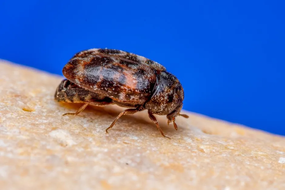 Image macro détaillée d'un petit coléoptère brun sur un fond bleu vif.