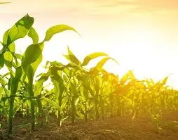 Syngenta Canada dévoile Victrato Complete, un traitement innovant pour soja