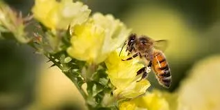Why Protecting Pollinator Insects is a Priority