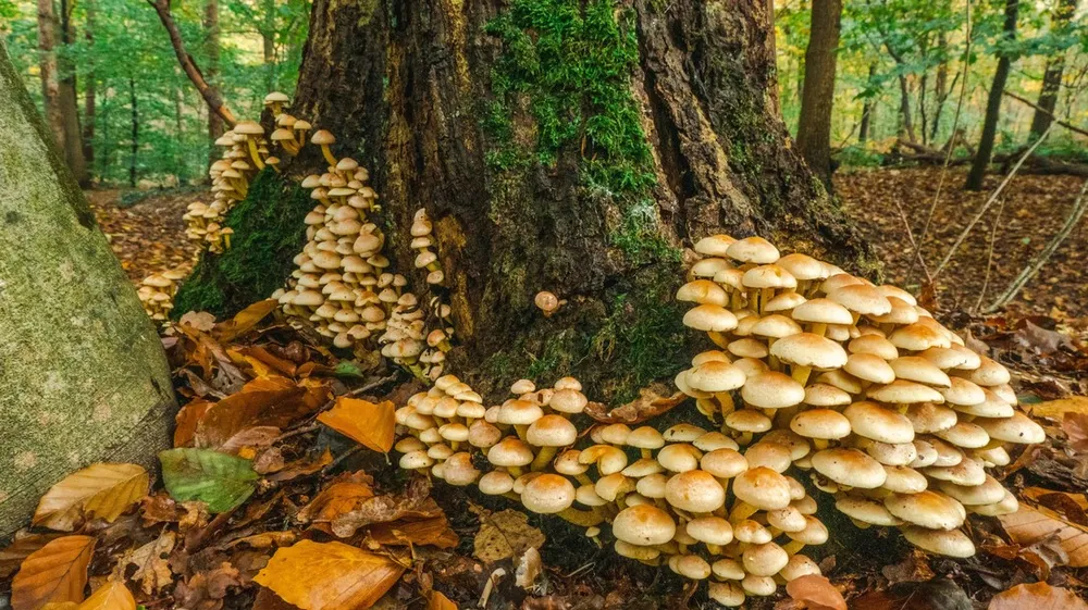 EPFL Explores Wood Fiber-Based Bioplastics to Replace Plastic