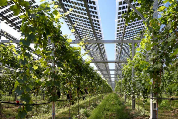 Las explotaciones agrícolas, nuevos centros de energía renovable para 2050