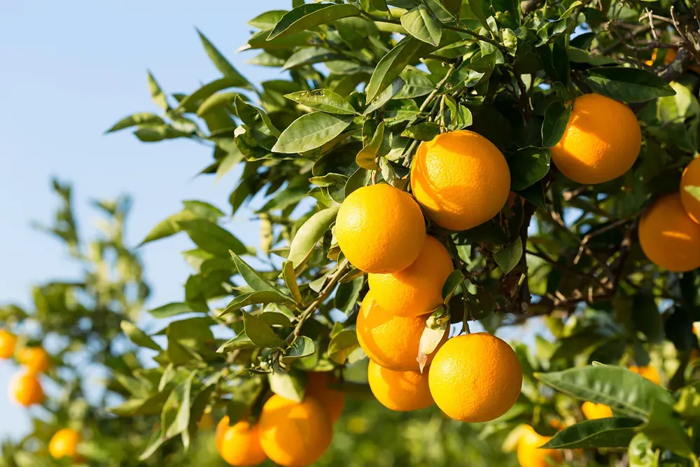 Amazon AgroSciences lanza el primer tratamiento agrícola a base de NAC contra el greening de los cítricos