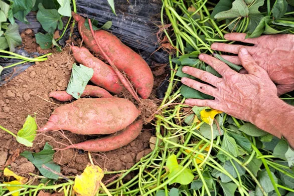 La demanda de batata dulce se dispara, la producción bretona no logra seguir el ritmo
