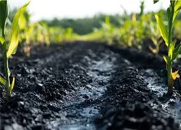 Engrais à base de biochar : une solution durable pour l'agriculture