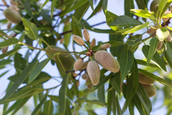 Almendras y Pistachos: La Respuesta Verde del Mediterráneo