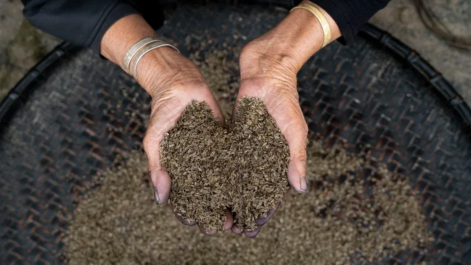 Gros plan sur les mains d'une femme âgée tenant des grains dans une ferme vietnamienne.