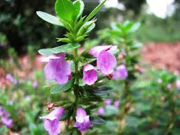 Hesperozygis ringens Oil: A Step Towards Natural Herbicides
