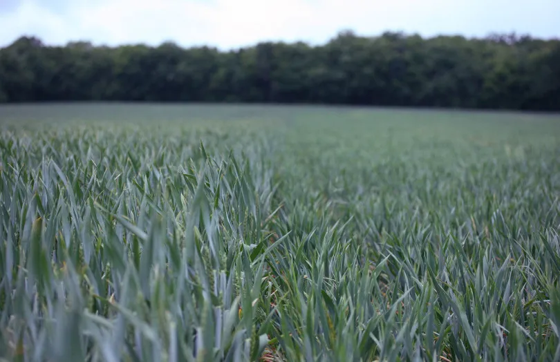 Régulation des céréales : une décision à ajuster, pas à automatiser !