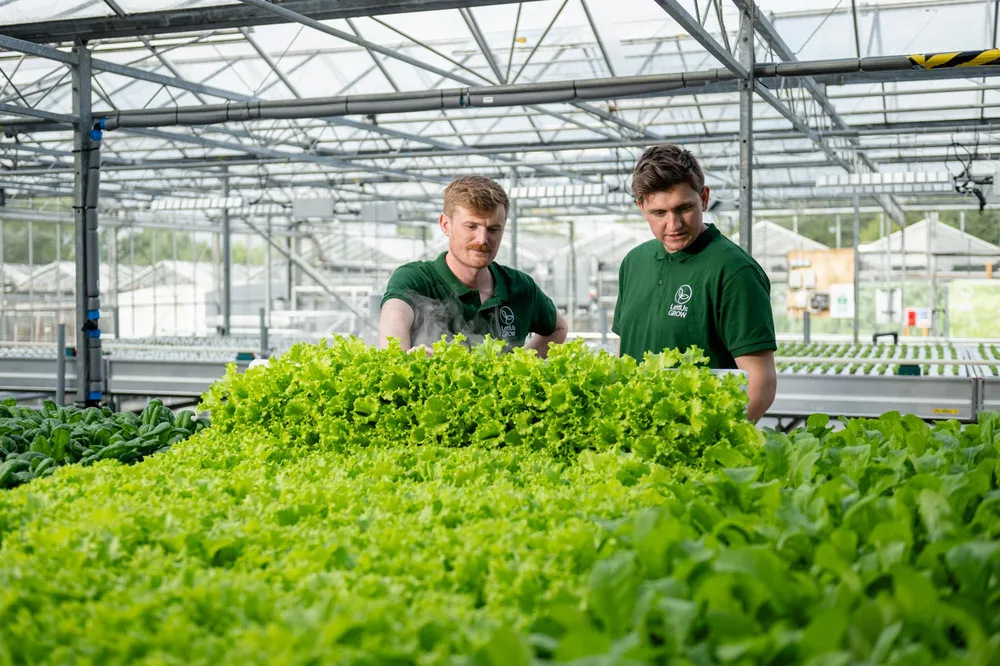 In the UK, Dandelion Becomes a Pathway to Secure Natural Rubber Production