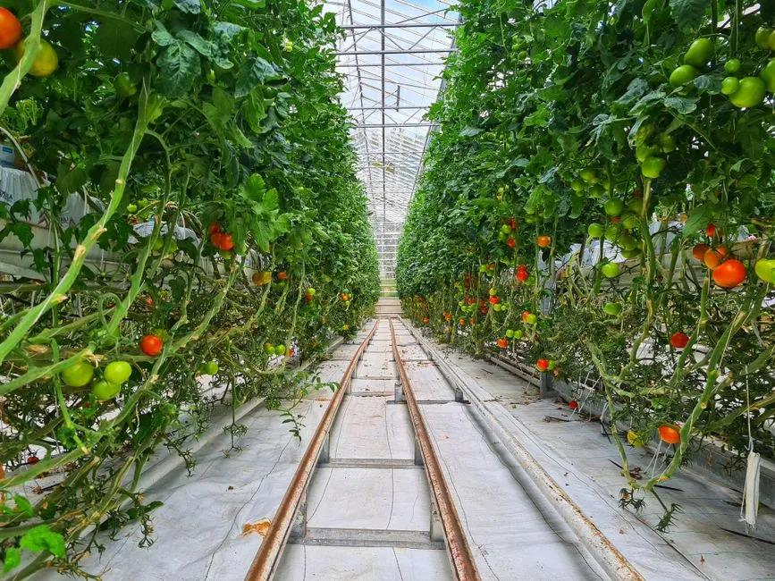Rangs de plants de tomates vibrants poussant dans un environnement de serre bien éclairé.