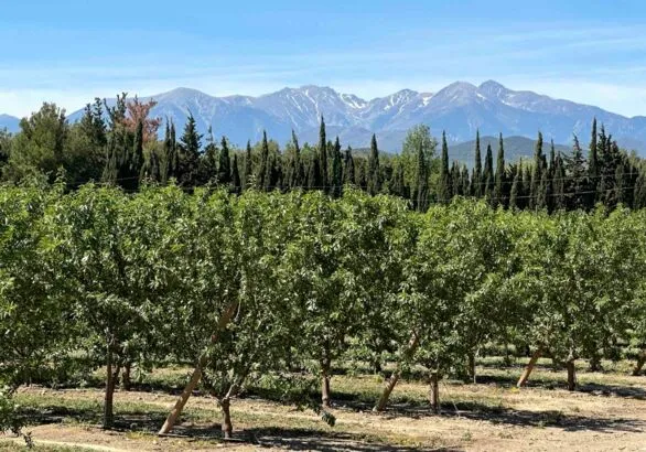 Soberanía Alimentaria: El Sector de Frutas y Verduras Ante un Desafío de Competitividad
