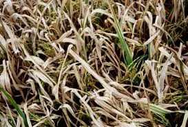 Découverte d'un gène clé pour la résistance du riz à la brûlure bactérienne