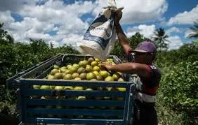 Au Brésil, la consolidation du marché des intrants pousse les coopératives à racheter des réseaux de distribution