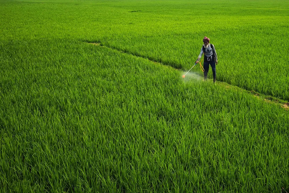 El Niño: hacia una reestructuración del mercado de herbicidas en India en 2026