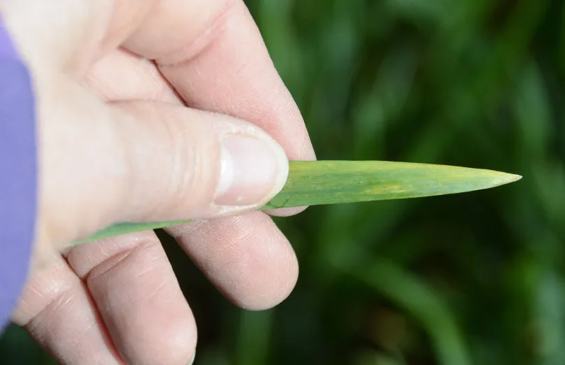 Wheat Rusts: Models and Field Data Call for Vigilance
