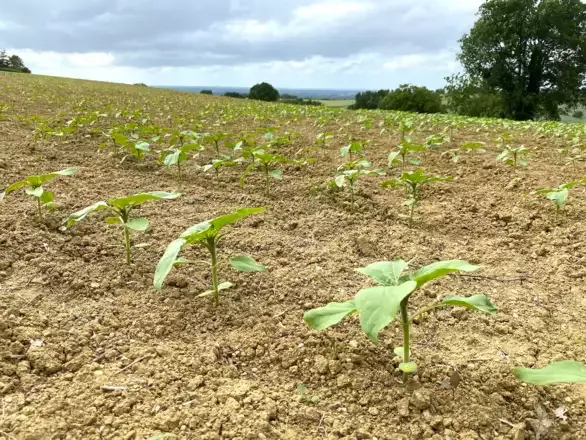 Frente a los veranos precoces, el girasol como cultivo intercalado se convierte en una opción de diversificación para los cultivos principales