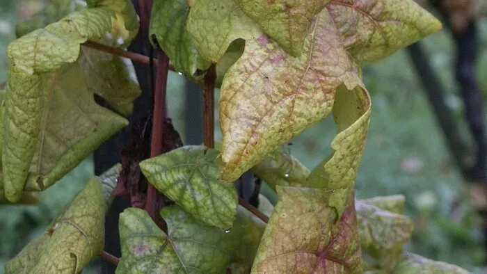 Con Pyragro, Sumitomo Chemical Acelera en Insecticidas de Origen Natural