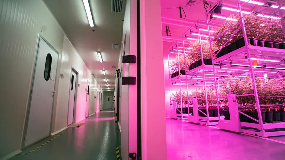 Production de cannabis médical en intérieur. Crédits photo : Pideka/Adrex pharma.
