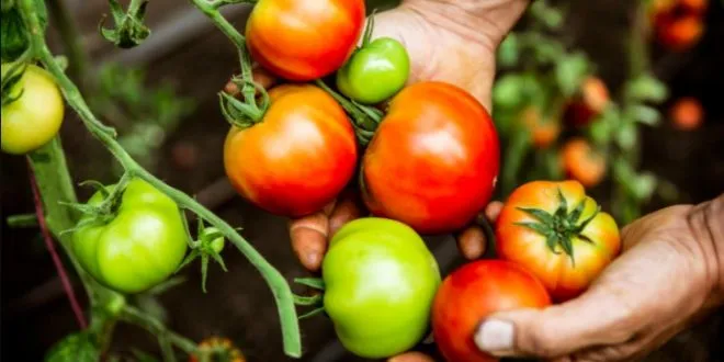 Tomates marroquíes: España teme una creciente dominación