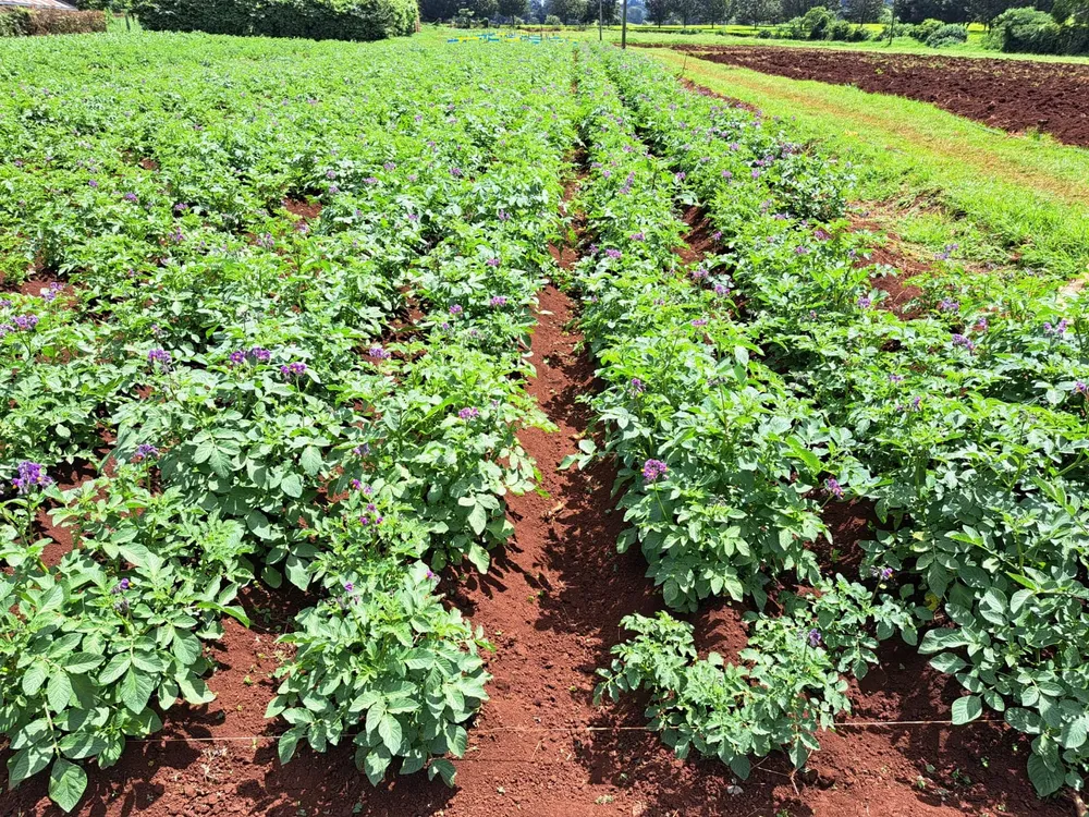 Solynta Secures €20 Million from EIB for Resilient Potato Seeds