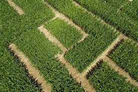 Perspectives de l'agroalimentaire brésilien en 2026 : vers une maturité stratégique