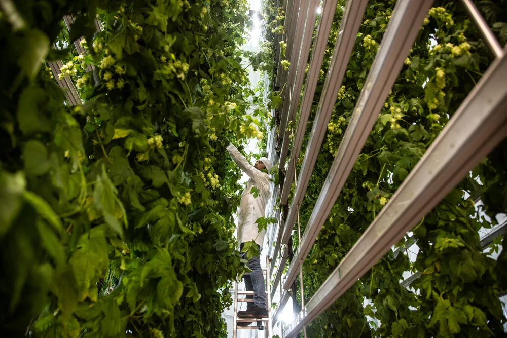 Agricultura Vertical: Para Enfrentar los Desafíos Climáticos, una Empresa Española Quiere Cultivar Lúpulo Directamente para Cerveceros