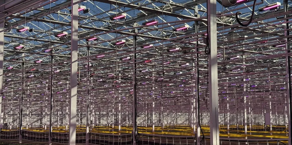 Greenhouses: Dynamic LED Lighting Becomes the New Standard