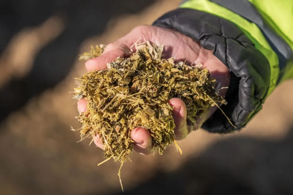 Main tenant une poignée d'ensilage biologique destiné à l'alimentation agricole, en extérieur.