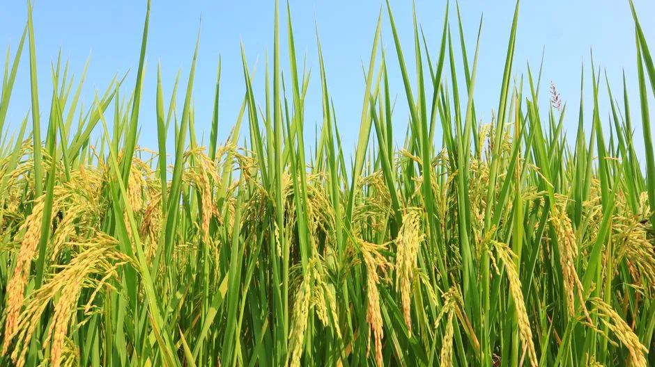 Des plants de riz verts luxuriants aux grains dorés sous un ciel bleu vif.