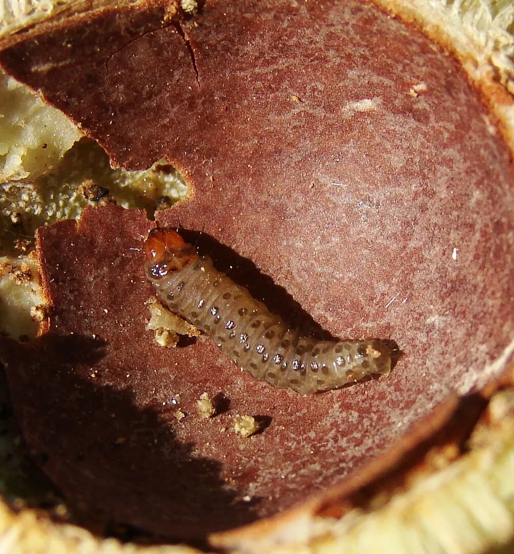 Brasil: Bacterias Nativas Muestran Potencial Contra Enfermedades del Macadamia