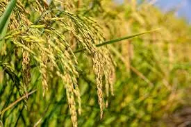 Technologie du riz hybride Honglian : Une avancée pour la sécurité alimentaire au Pakistan