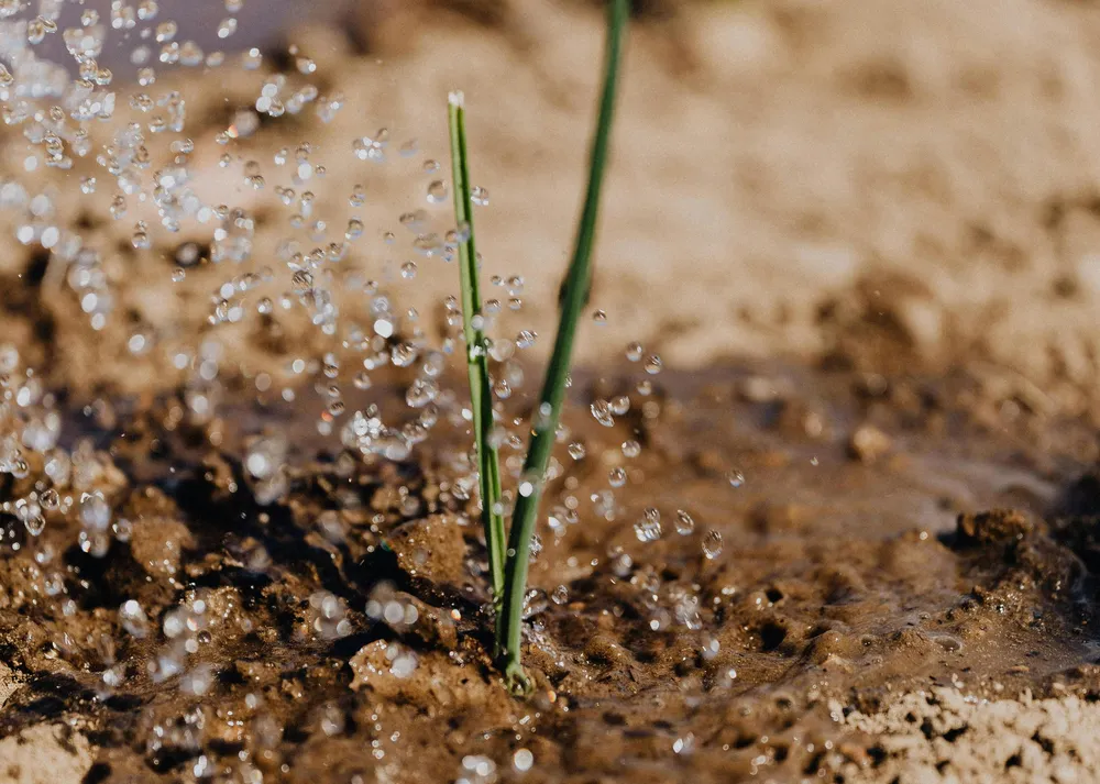 Agricultura Regenerativa: Una Herramienta Científica Cuantifica las Ganancias Hídricas de la Salud del Suelo