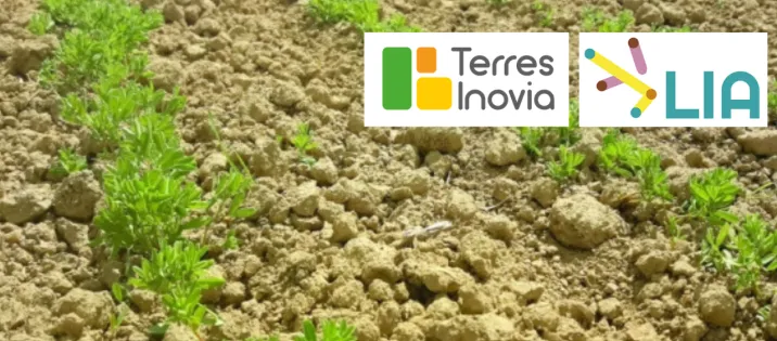 France : les semis d'automne de lentilles à l'épreuve du climat