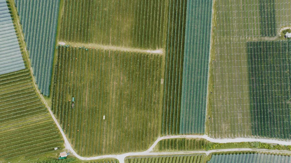 Ocho instituciones nórdicas se unen para industrializar el fenotipado de plantas