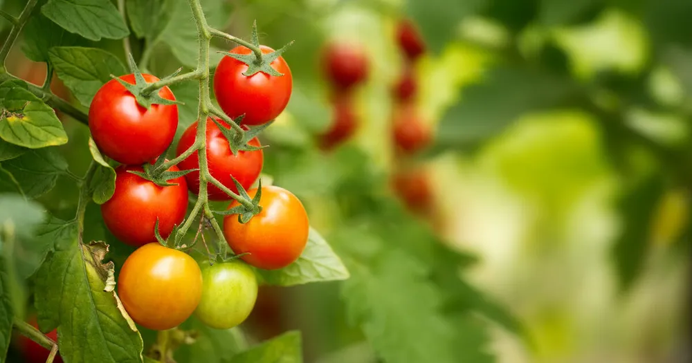 Francia destina 15,3 millones de euros para acelerar alternativas a pesticidas