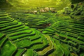 Traditional Philippine Rice Reveals Key Genetic Traits for Climate Adaptation