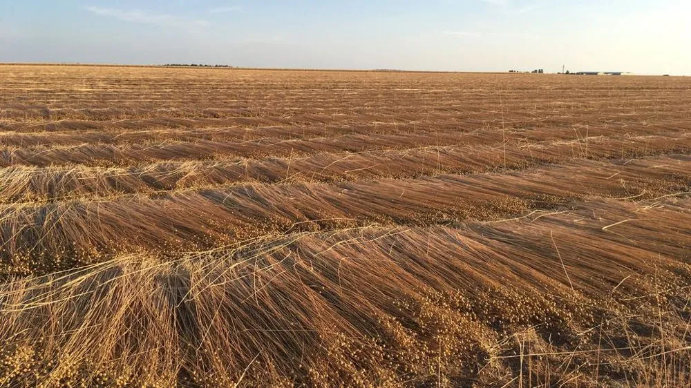Lin fibre : la hausse des surfaces sécurise les prix et renforce la filière européenne