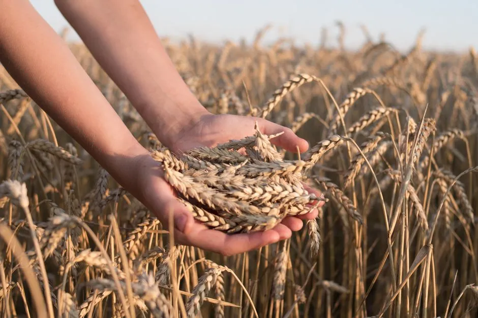 Mains tenant du blé récolté, symbolisant l'agriculture et la croissance dans un champ baigné de soleil.