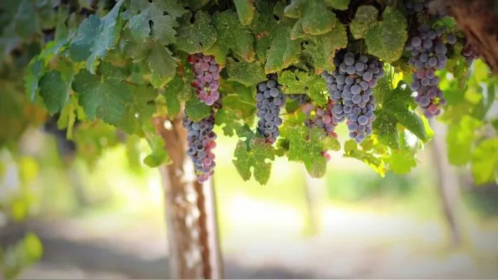 Résistances aux fongicides: la filière vigne revoit ses stratégies de protection