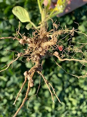 Soil Microbes: Unexpected Allies of Soybeans Against Nematodes