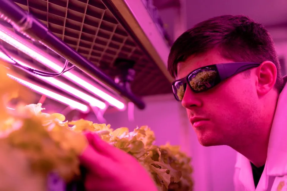 Scientifique observant la croissance de la laitue sous des lumières LED dans un laboratoire hydroponique, mettant en avant les innovations de l'agriculture intérieure.