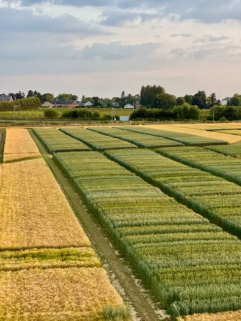 Vue aérienne étendue de champs verts et dorés au crépuscule avec un village lointain et un ciel nuageux.