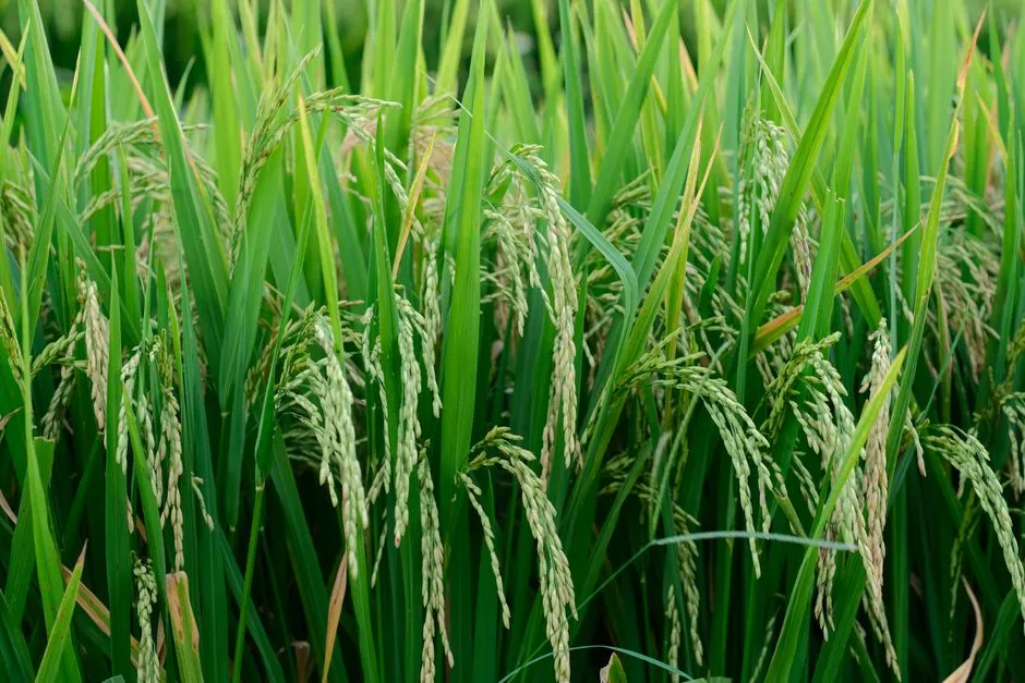 Gros plan d'un champ de riz verdoyant avec une récolte mûrissante mettant en valeur la croissance dans un cadre rural.