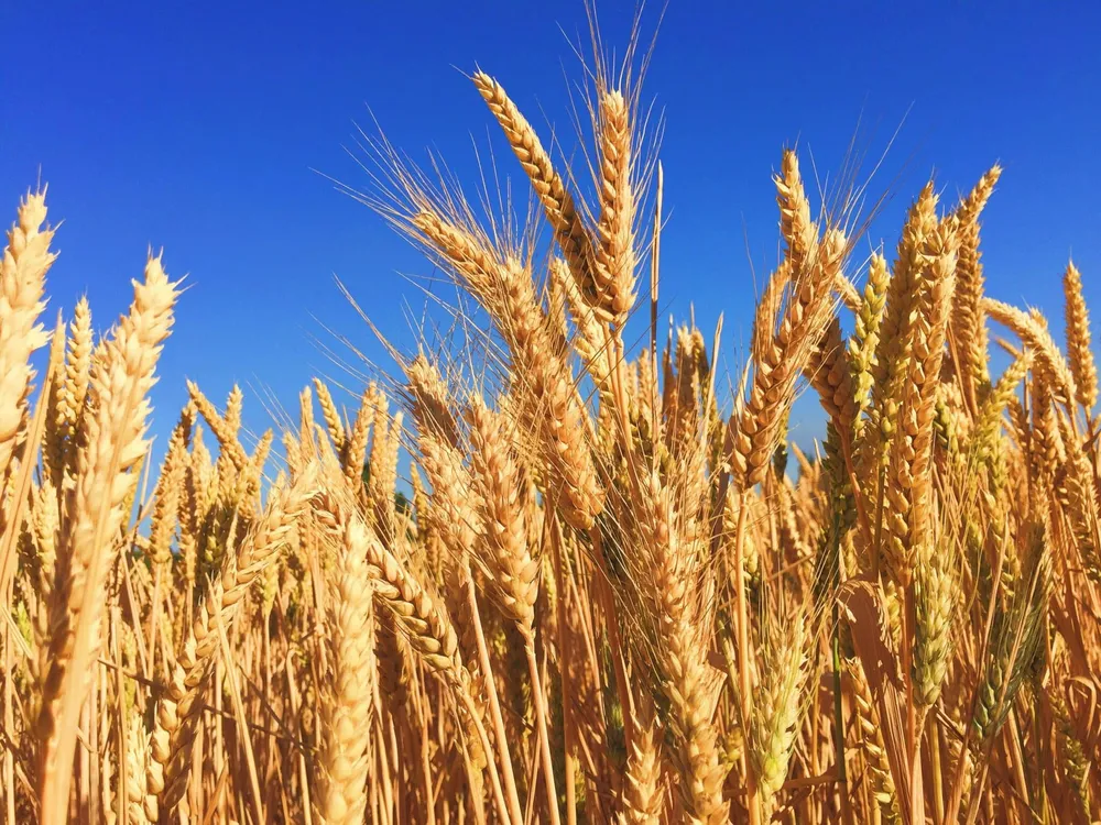 Crop Genomics: R&D Infrastructure Surpasses Patents
