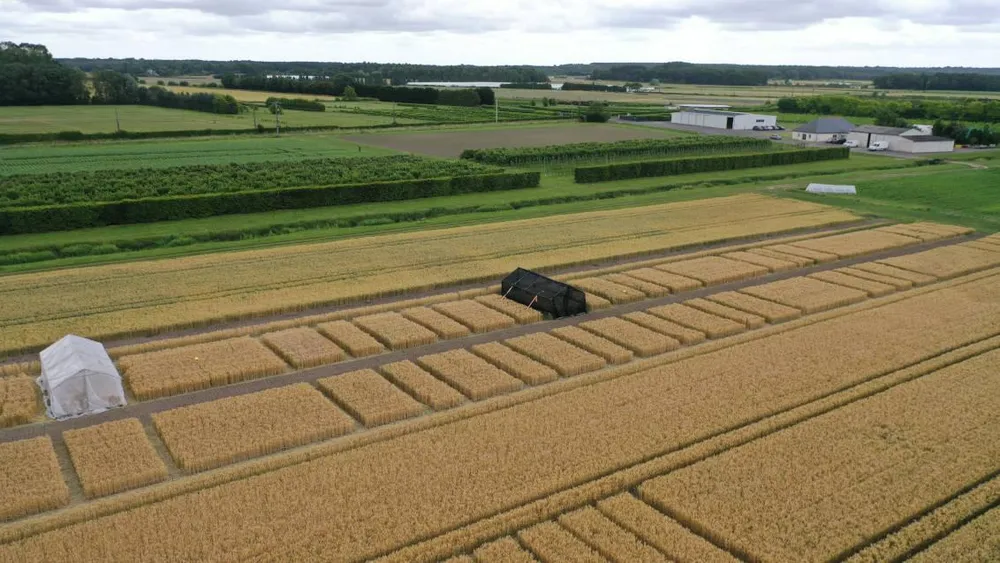 Abordar el Estrés: Una Plataforma Experimental para Validar los Biostimulantes Frente a la Variabilidad Climática